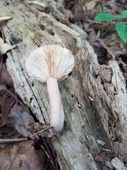 Lactarius mutabilis