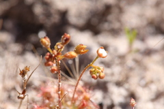 Drosera leucostigma