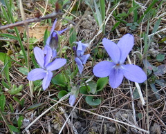 Viola hirta