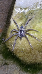 Dolomedes raptor