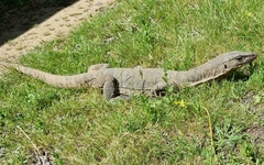 Varanus rosenbergi
