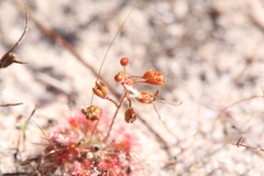 Drosera leucostigma