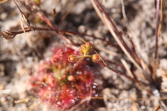 Drosera leucostigma