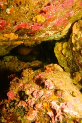 Helcogramma decurrens