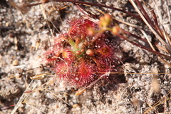 Drosera leucostigma