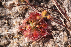 Drosera leucostigma