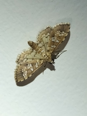 Sameodes cancellalis