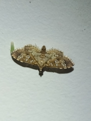 Sameodes cancellalis
