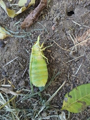 Cystosoma saundersii