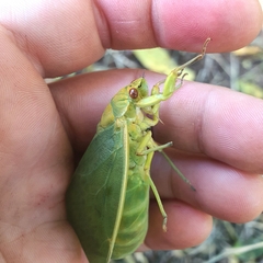 Cystosoma saundersii