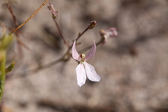 Stylidium petiolare