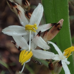 Chlorophytum cooperi