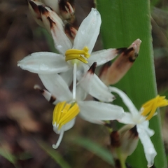 Chlorophytum cooperi
