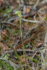 Pterostylis nana