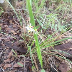 Chlorophytum cooperi