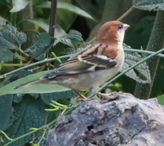 Passer cinnamomeus