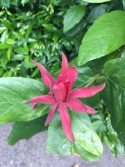 Calycanthus