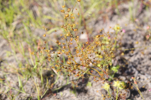 Image of Drosera gigantea by (c) Hugo Innes, some rights reserved (CC BY)