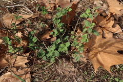 Lantana velutina