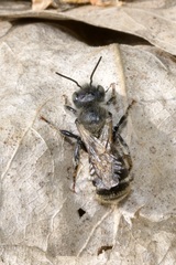Osmia aurulenta