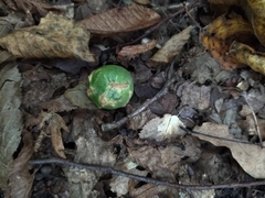 Andricus infectorius