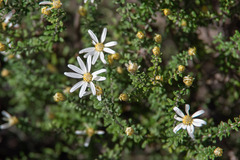 Olearia pimeleoides