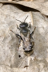 Osmia aurulenta