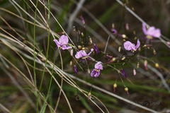 Arthropodium dyeri