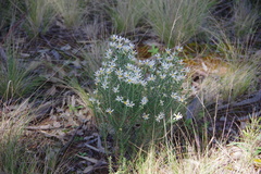 Olearia pimeleoides