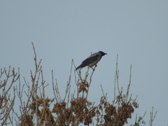 Corvus cornix