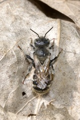 Osmia aurulenta