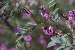 Indigofera australis