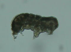 Tardigrada