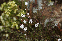 Stylidium ecorne