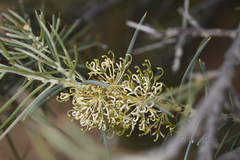 Hakea recurva