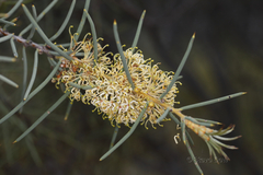 Hakea recurva