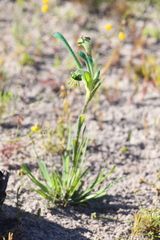 Anigozanthos viridis