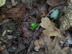 Andricus grossulariae