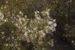 Grevillea paniculata