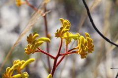 Anigozanthos pulcherrimus