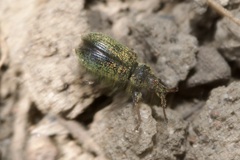 Phyllobius