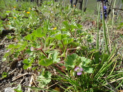 Geranium rotundifolium
