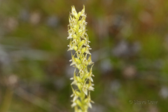 Prasophyllum gracile