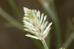 Ptilotus polystachyus