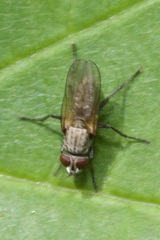 Leucophora