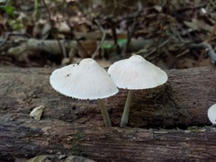 Mycena niveipes