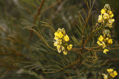 Senna pleurocarpa angustifolia