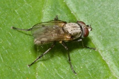 Leucophora