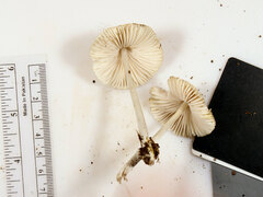 Mycena niveipes