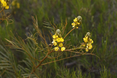 Senna pleurocarpa angustifolia